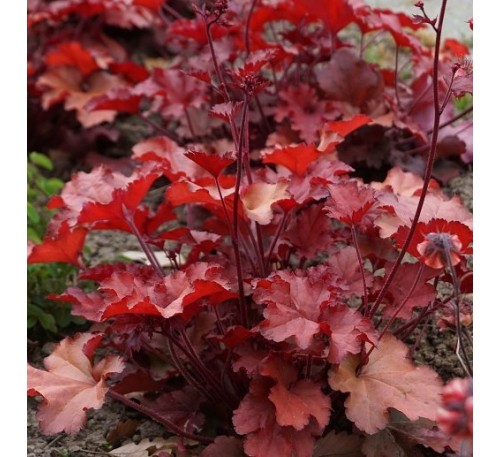Гейхера Индиан Саммер Крэнберри (Indian summer Cranberry) C1